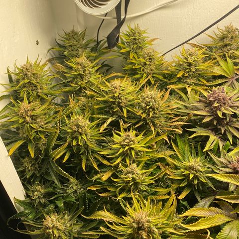 Ultra Skunk growlog timeline photo