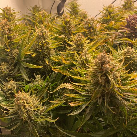 Ultra Skunk growlog timeline photo