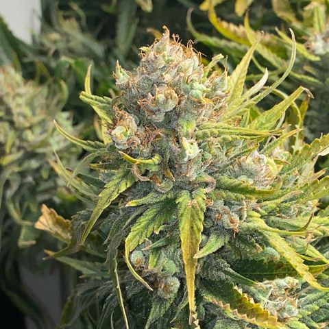Ultra Skunk growlog timeline photo