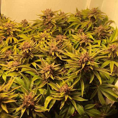 Ultra Purple growlog timeline photo