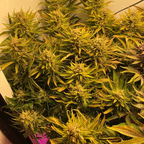 Ultra Skunk growlog timeline photo