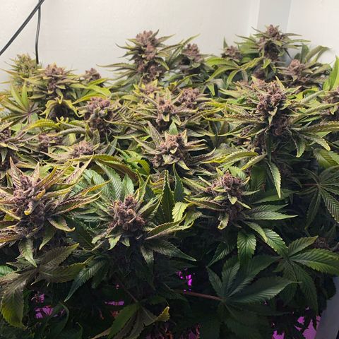 Ultra Purple growlog timeline photo