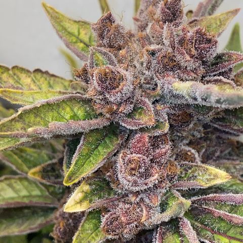 Ultra Purple growlog timeline photo