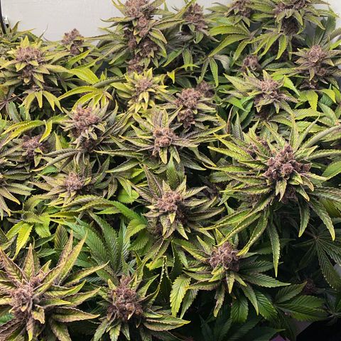 Ultra Purple growlog timeline photo