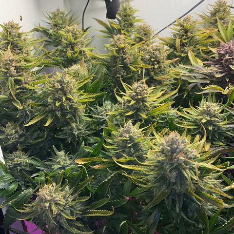 Ultra Skunk growlog timeline photo