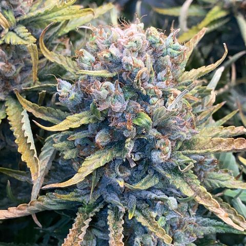 Ultra Skunk growlog timeline photo