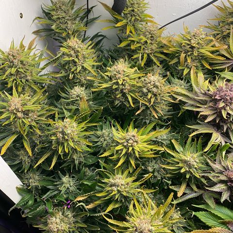 Ultra Skunk growlog timeline photo