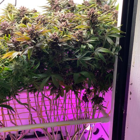 Ultra Purple growlog timeline photo