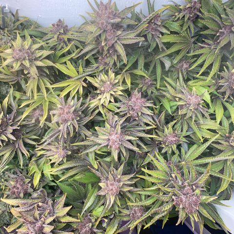 Ultra Purple growlog timeline photo