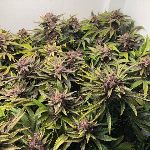 Ultra Purple growlog timeline photo