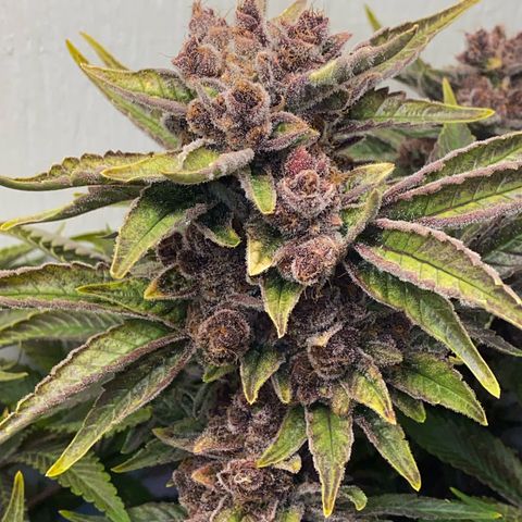 Ultra Purple growlog timeline photo
