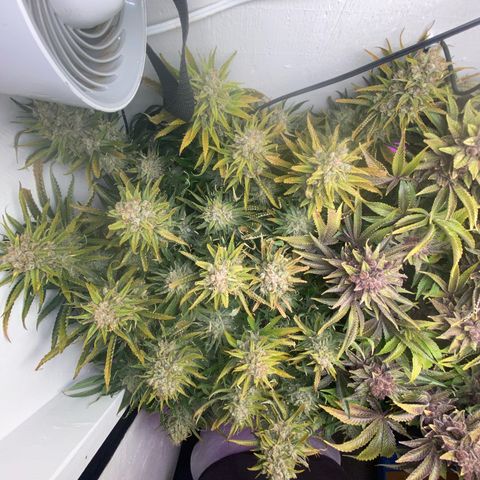 Ultra Skunk growlog timeline photo