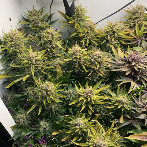 Ultra Skunk growlog timeline photo