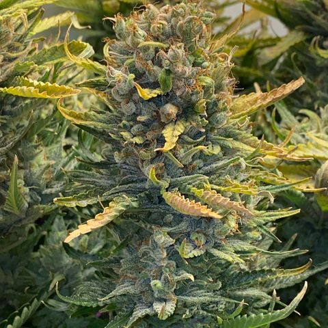 Ultra Skunk growlog timeline photo