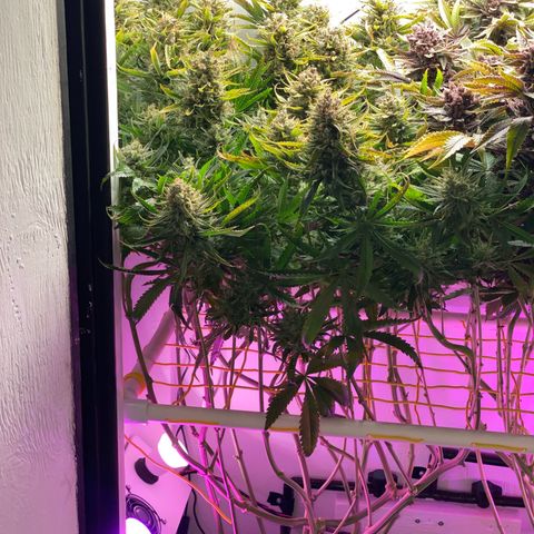Ultra Skunk growlog timeline photo