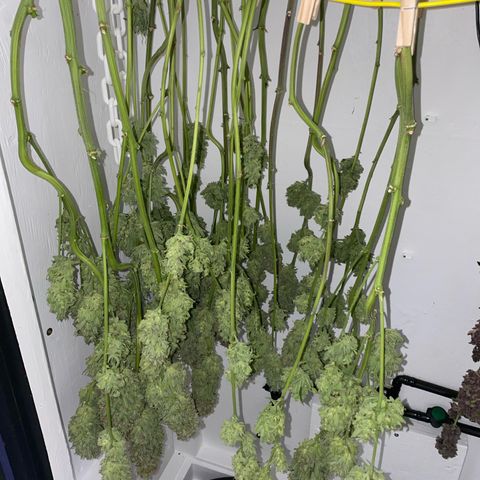 Ultra Skunk growlog timeline photo