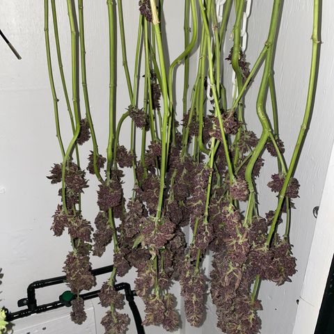 Ultra Purple growlog timeline photo