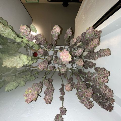 Ultra Purple growlog timeline photo