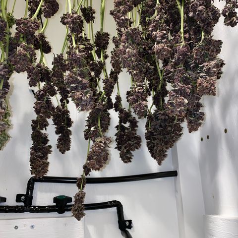 Ultra Purple growlog timeline photo