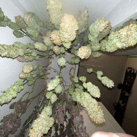 Ultra Skunk growlog timeline photo