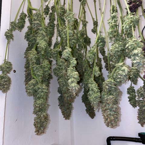 Ultra Skunk growlog timeline photo