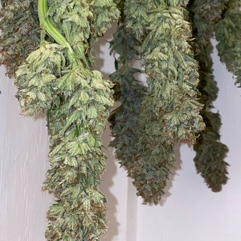 Ultra Skunk growlog timeline photo
