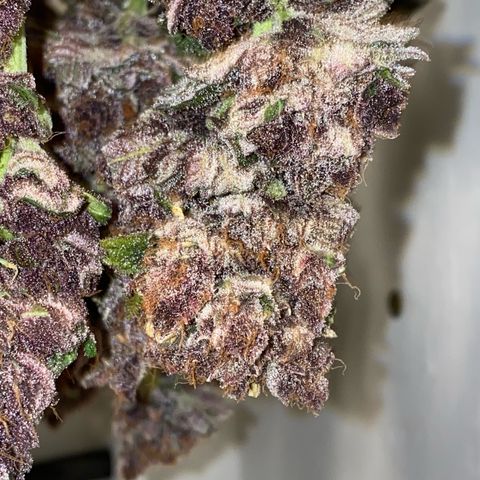 Ultra Purple growlog timeline photo