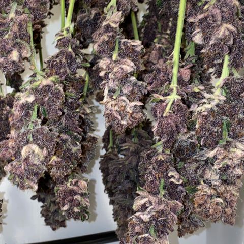 Ultra Purple growlog timeline photo