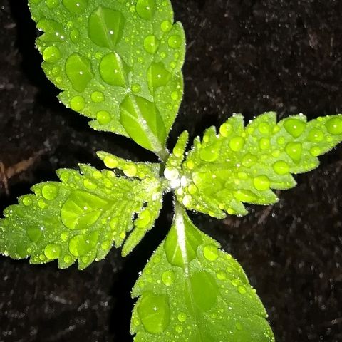 Bill growlog timeline photo