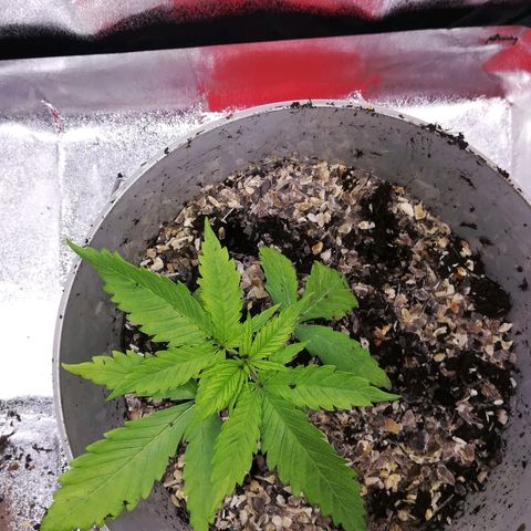 Bill growlog photo: Fingers crossed 