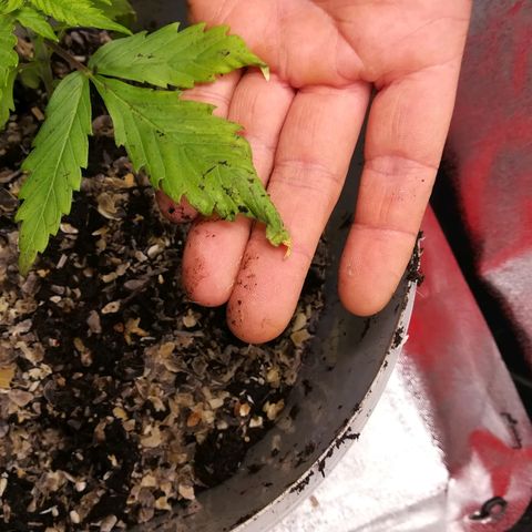 Bill growlog photo: Fingers crossed 