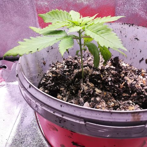 Bill growlog photo: Fingers crossed 