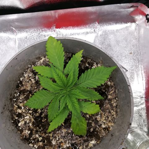 Bill growlog photo: 2nd day after transplant 