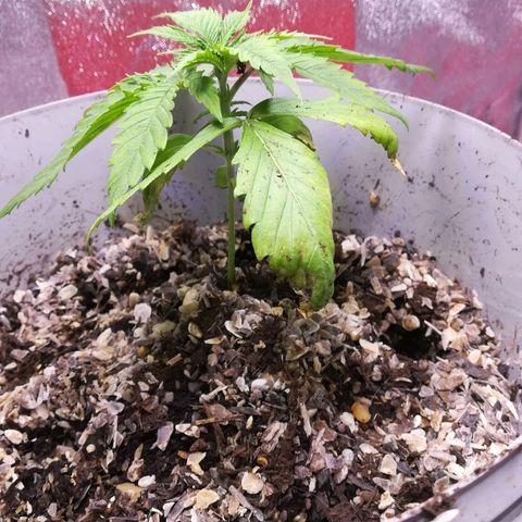 Bill growlog photo: 2nd day after transplant 