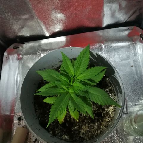 Bill growlog timeline photo