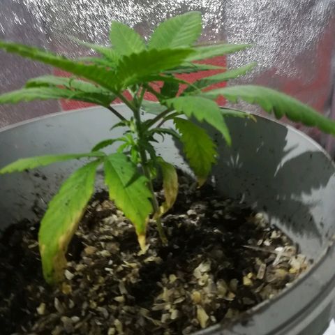 Bill growlog timeline photo