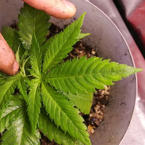 Bill growlog timeline photo