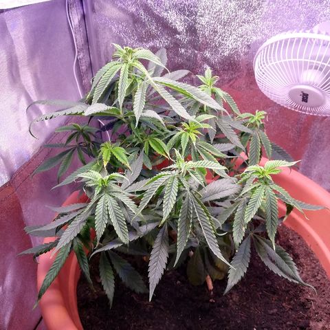 Bill growlog timeline photo