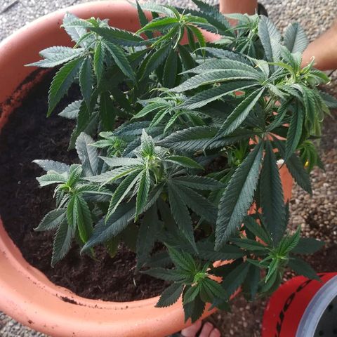 Bill growlog timeline photo