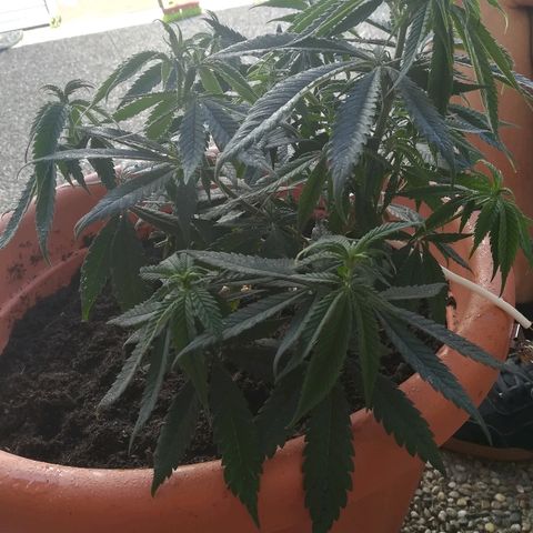 Bill growlog timeline photo