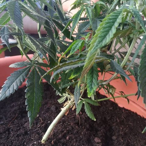 Bill growlog timeline photo