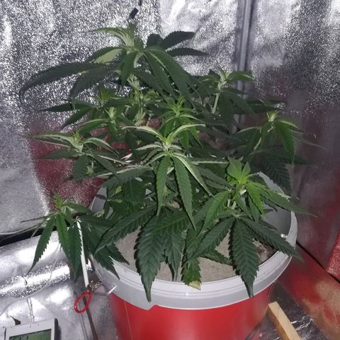 Bill growlog timeline photo