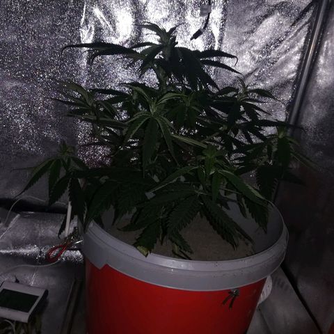 Bill growlog timeline photo