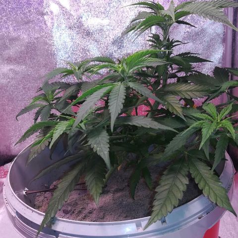 Bill growlog timeline photo
