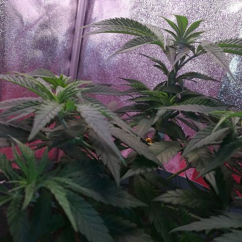 Bill growlog timeline photo