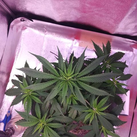 Bill growlog timeline photo