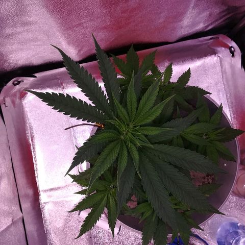 Bill growlog timeline photo