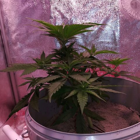 Bill growlog timeline photo