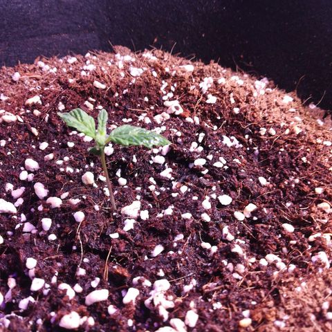 Joan NL growlog timeline photo