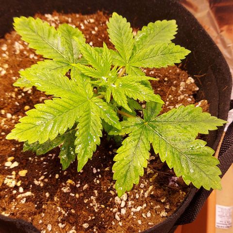 Joan NL growlog timeline photo